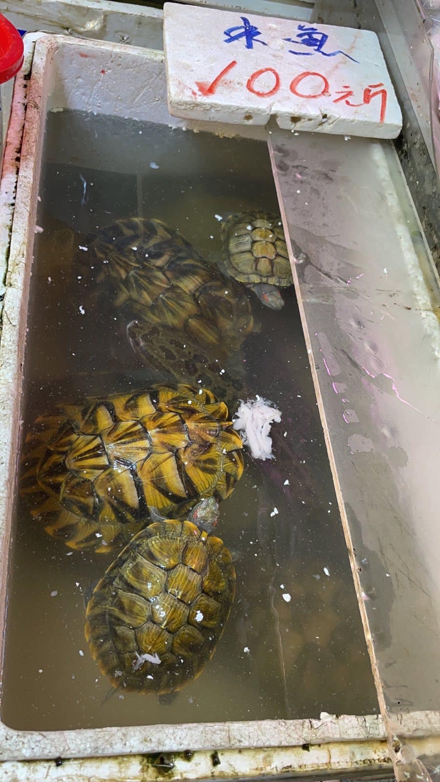 發現有一箱「烏龜」被標明是「水魚」出售。（「香港街市魚類海鮮研究社」圖片）